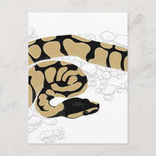 Ball Python Snake Postkarte
