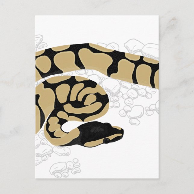 Ball Python Snake Postkarte (Vorderseite)