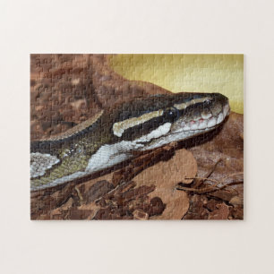 Ball Python Snake Puzzle