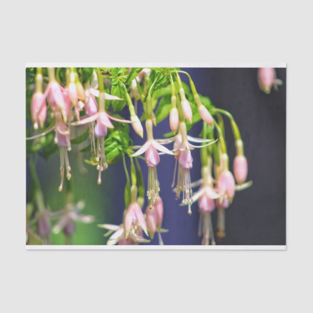 Ballerina-Blume Seidenpapier (Vorderseite)