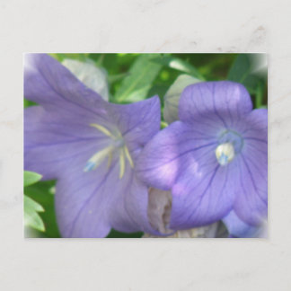 Balloon Blume Blossom Postcard Postkarte