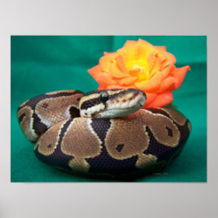 Ballpythonschlangebild mit orange poster