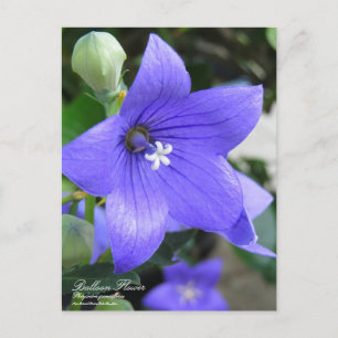 Balonische Blume:Postkarte Postkarte