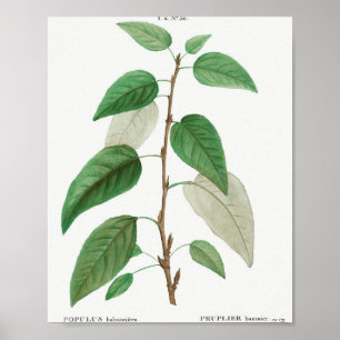 Balsam poplar (Populus balsamifera) aus Traite de  Poster
