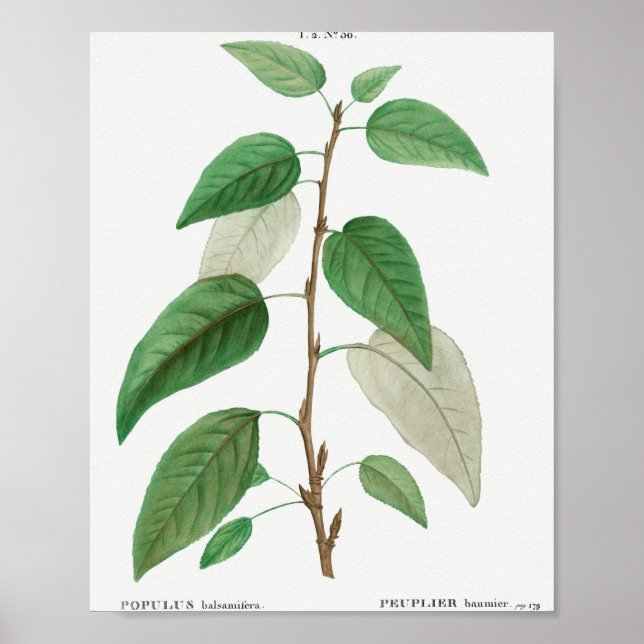 Balsam poplar (Populus balsamifera) aus Traite de  Poster (Vorne)