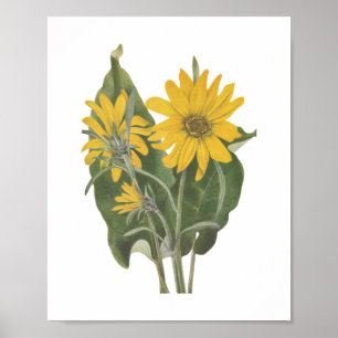 Balsam Root Wildblume Poster