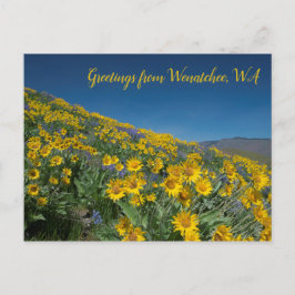 Balsamroot Bloom at Sage Hills Wenatchee, WA Postkarte