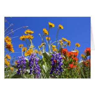 Balsamroot, Lupine und Malerpinsel