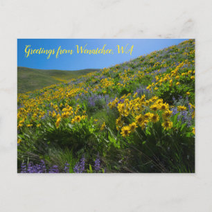 Balsamroot und Lupine in Sage Hills Wenatchee, WA Postkarte
