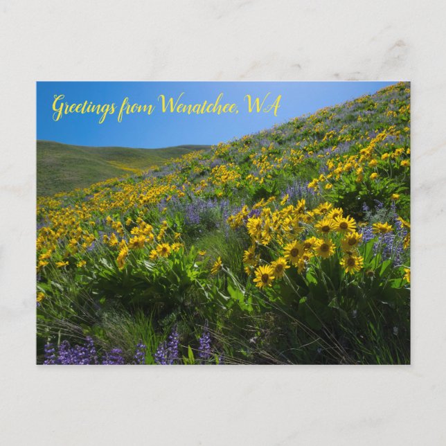 Balsamroot und Lupine in Sage Hills Wenatchee, WA Postkarte (Vorderseite)