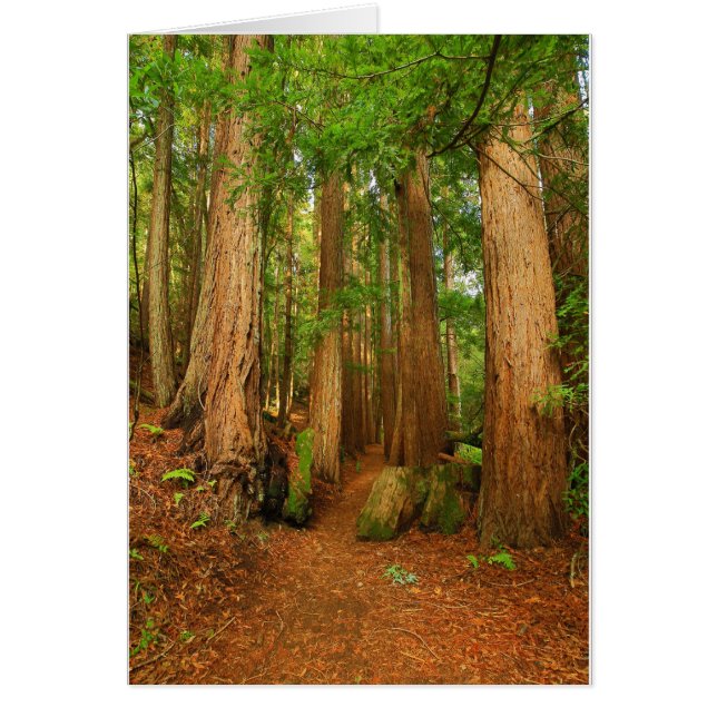 Baltimore Canyon (Vorne)