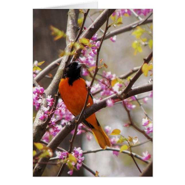 Baltimore Oriole (Vorne)