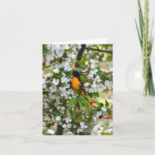 Baltimore Oriole #1 - Blank Note Card Karte
