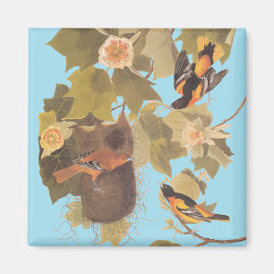 Baltimore Oriole Audubon Bird Familie mit Nest Magnet