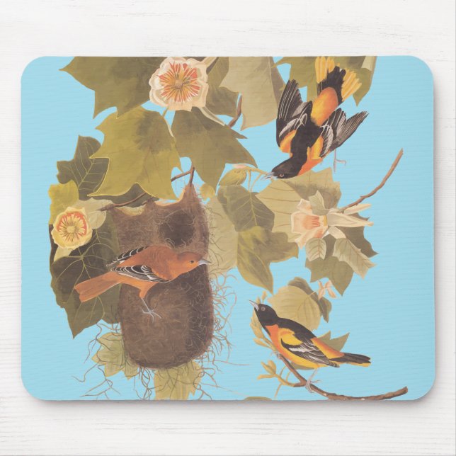Baltimore Oriole Audubon Bird Familie mit Nest Mousepad (Vorne)