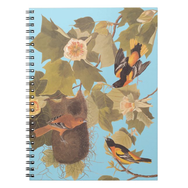 Baltimore Oriole Audubon Bird Familie mit Nest Notizblock (Vorderseite)