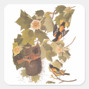 Baltimore Oriole Audubon Bird Familie mit Nest Quadratischer Aufkleber