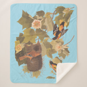 Baltimore Oriole Audubon Bird Familie mit Nest Sherpadecke