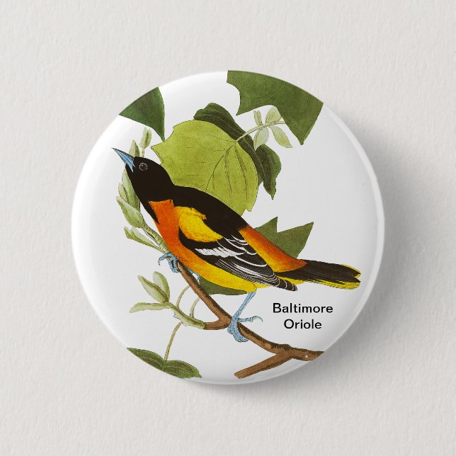 Baltimore Oriole, Audubon, Birdwatcher Zubehör, Button (Vorderseite)