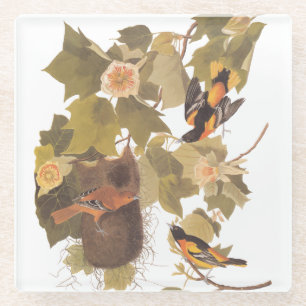 Baltimore Oriole Audubon-Vogelfamilie mit Nest Glasuntersetzer