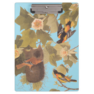 Baltimore Oriole Audubon-Vogelfamilie mit Nest Klemmbrett