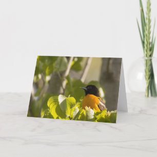 Baltimore Oriole auf einer Zweigstelle-Karte Karte