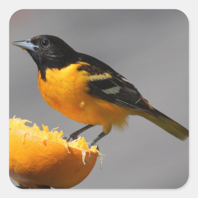Baltimore Oriole Aufkleber (Vorderseite)