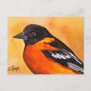 Baltimore Oriole Bird Postkarte