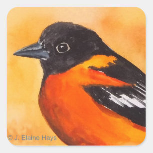 Baltimore Oriole Bird Sticker