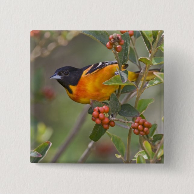 Baltimore Oriole Button (Vorderseite)