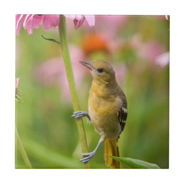 Baltimore Oriole Fliese (Vorderseite)