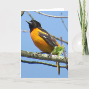 Baltimore Oriole-Gruß-Karte Karte