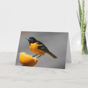Baltimore Oriole Grußkarte Karte