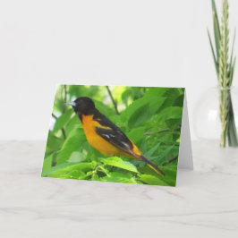 Baltimore Oriole Grußkarte Karte