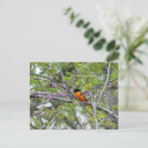 Baltimore Oriole Grußkarte Postkarte