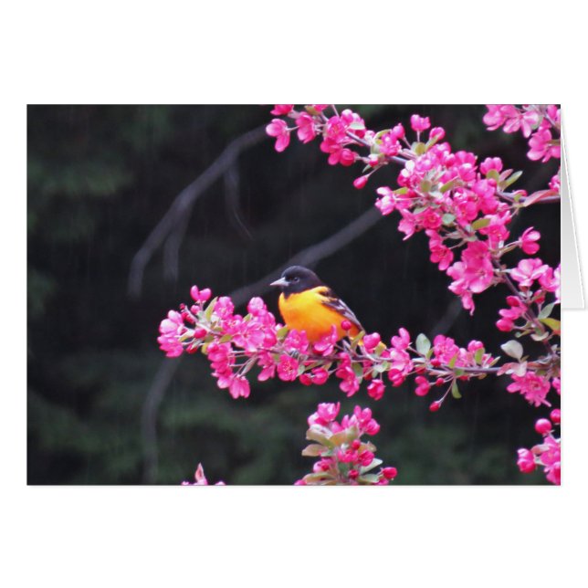 Baltimore Oriole in Crabapple (Vorderseite (Horizontal))
