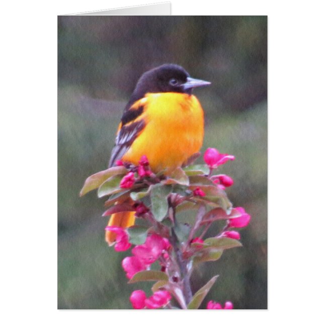 Baltimore Oriole in Crabapple (Vorne)