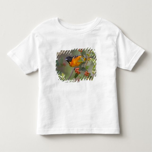 Baltimore Oriole Kleinkind T-shirt (Vorderseite)