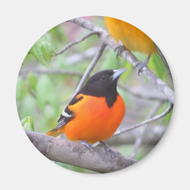 Baltimore Oriole Magnet (Vorne)