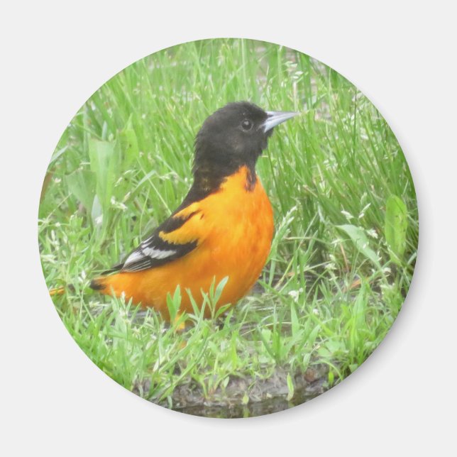 Baltimore Oriole Magnet (Vorne)