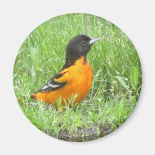 Baltimore-Oriole-Magnet Magnet