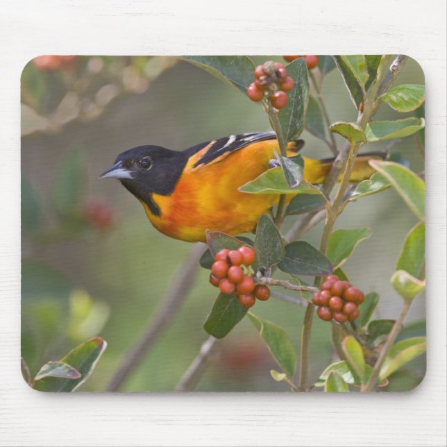 Baltimore Oriole Mousepad (Vorne)