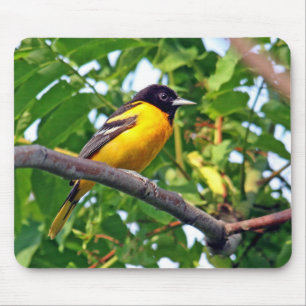 Baltimore Oriole Mousepad