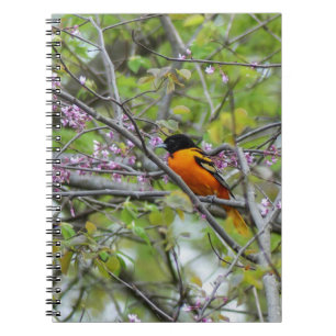 Baltimore Oriole Notizblock