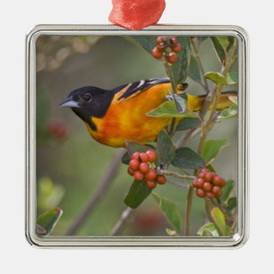 Baltimore Oriole Ornament Aus Metall
