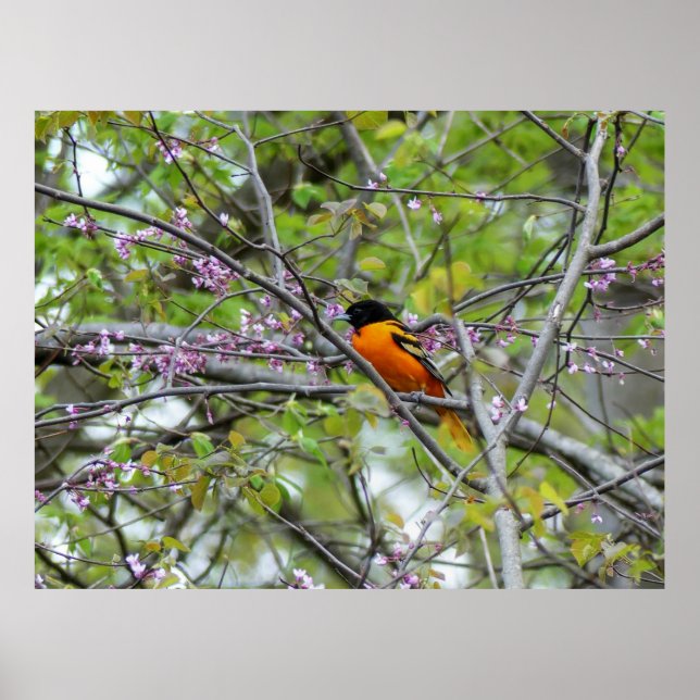 Baltimore Oriole Poster (Vorne)