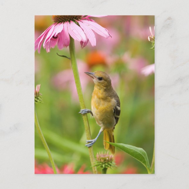 Baltimore Oriole Postkarte (Vorderseite)