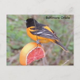 Baltimore oriole postkarte