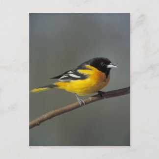 Baltimore oriole Postkarte
