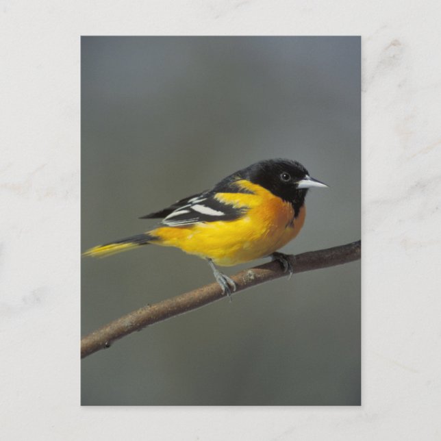 Baltimore oriole Postkarte (Vorderseite)